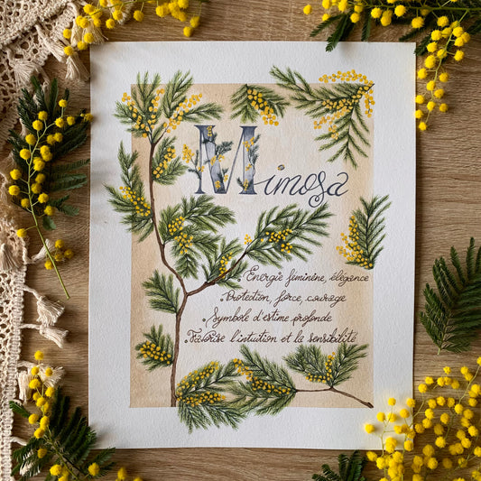 Mimosa